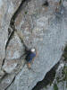 ferrata