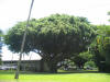 hawai