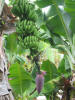 hawai