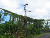 hawai