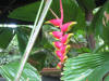 hawai
