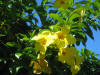 hawai
