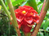 hawai