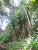 hawai