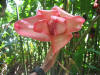 hawai
