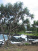 hawai