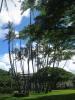 hawai