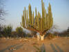 mex