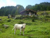 spluga
